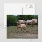 Paarden van Przewalski Briefkaart (Voorkant / Achterkant)