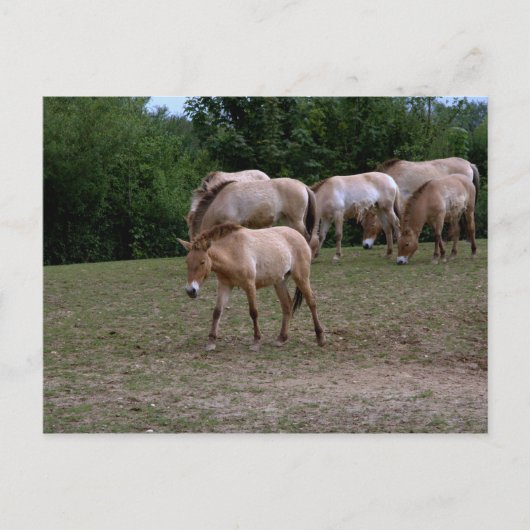 Paarden van Przewalski Briefkaart (Voorkant)