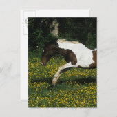 Paarden van verf die in het veld Bloemen lopen Briefkaart (Voorkant / Achterkant)