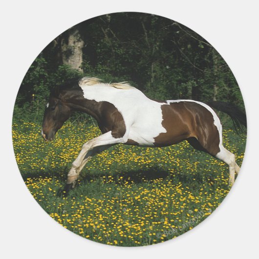 Paarden van verf die in het veld Bloemen lopen Ronde Sticker (Voorkant)