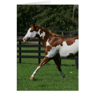 Paarden van verf die lopen 1