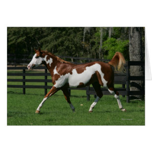 Paarden van verf die lopen 1