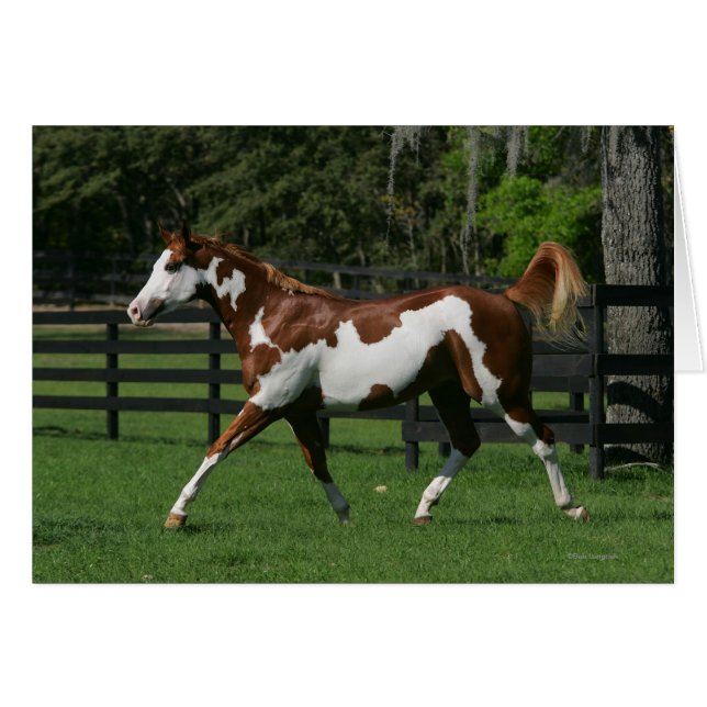 Paarden van verf die lopen 1 (Voorkant Horizontaal)