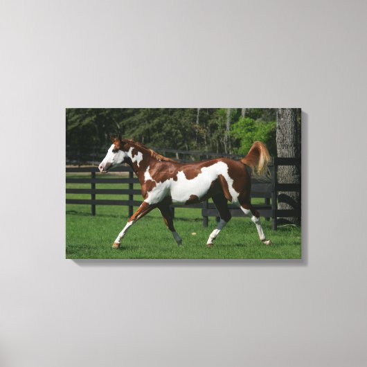 Paarden van verf die lopen 1 canvas afdruk (Voorkant)