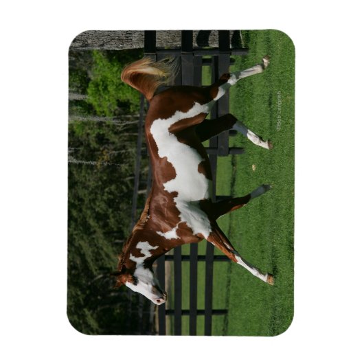 Paarden van verf die lopen 1 magneet (Verticaal)