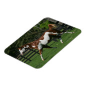 Paarden van verf die lopen 1 magneet (Linkerzijde)