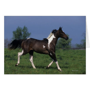 Paarden van verf die lopen 2