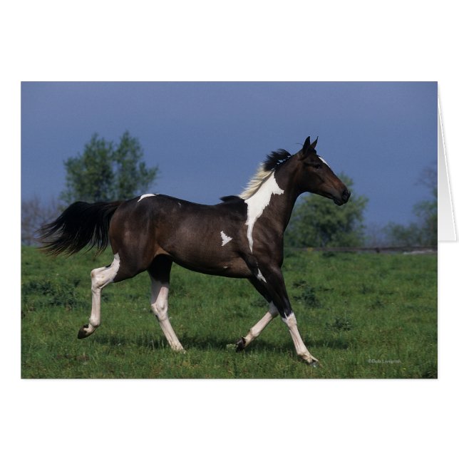 Paarden van verf die lopen 2 (Voorkant Horizontaal)