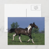 Paarden van verf die lopen 2 briefkaart (Voorkant / Achterkant)