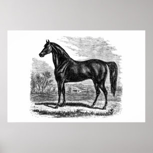 Paarden van Vintage 1800 - Sjabloon van Morgan Equ Poster