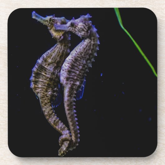 Paarden van zee (zeepaarden) bier onderzetter (Voorkant)