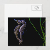 Paarden van zee (zeepaarden) briefkaart (Voorkant / Achterkant)