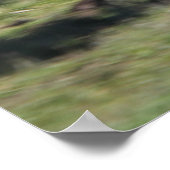 Paarden van zigeunerverkenners die lopen poster (Hoek)