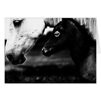 Paarden van zwarte en witte paarden
