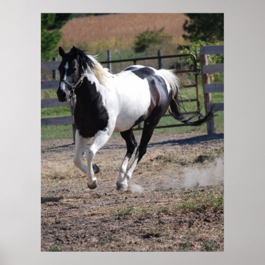 Paarden/verf Poster (Voorkant)