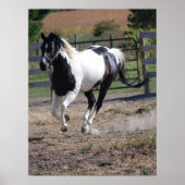 Paarden/verf Poster (Voorkant)