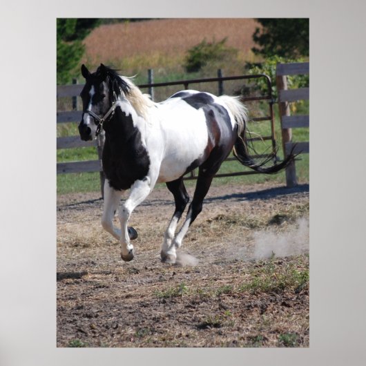 Paarden/verf Poster (Voorkant)