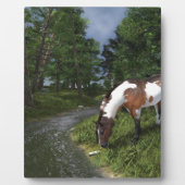 Paarden verven door Forest Stream Fotoplaat (Voorkant)