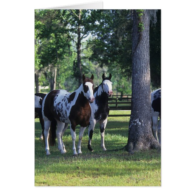 Paarden verven in de bomen (Voorkant)