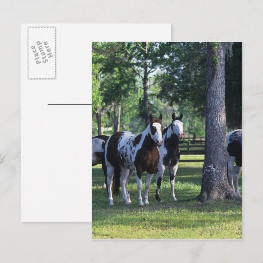 Paarden verven in de bomen briefkaart (Voorkant / Achterkant)