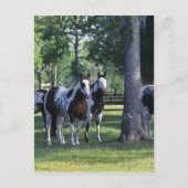 Paarden verven in de bomen briefkaart (Voorkant)