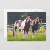 Paarden verven in pasta briefkaart (Voorkant / Achterkant)