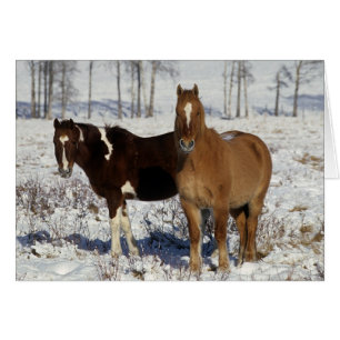 Paarden verven in sneeuw