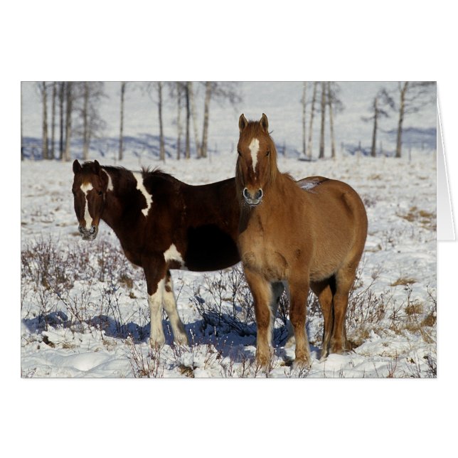 Paarden verven in sneeuw (Voorkant Horizontaal)