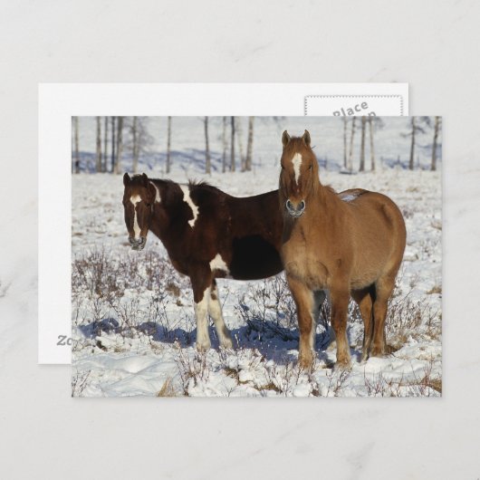 Paarden verven in sneeuw briefkaart (Voorkant / Achterkant)