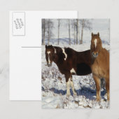 Paarden verven in sneeuw briefkaart (Voorkant / Achterkant)