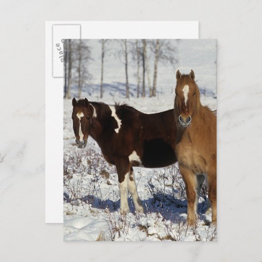 Paarden verven in sneeuw briefkaart (Voorkant / Achterkant)