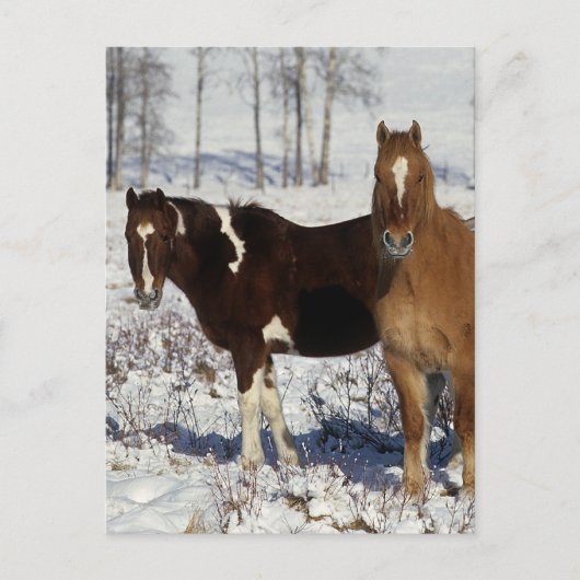Paarden verven in sneeuw briefkaart (Voorkant)