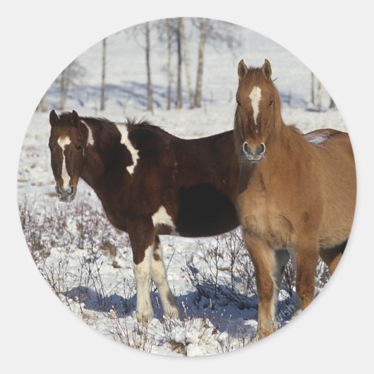 Paarden verven in sneeuw ronde sticker (Voorkant)