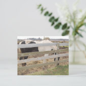Paarden verven/verven briefkaart (Staand voorkant)