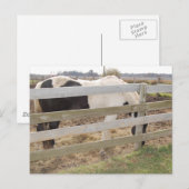 Paarden verven/verven briefkaart (Voorkant / Achterkant)