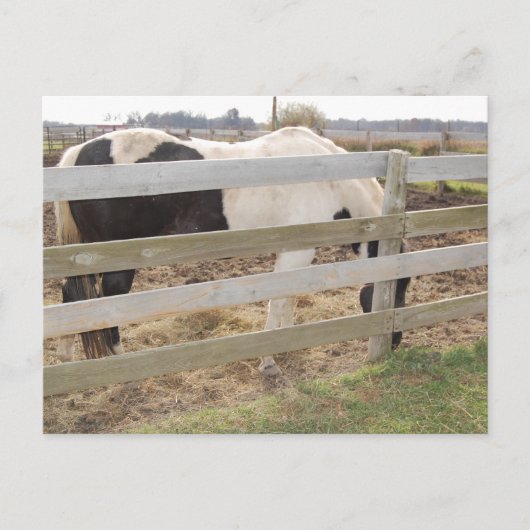 Paarden verven/verven briefkaart (Voorkant)