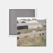 Paarden verven/verven magneet (Voorkant / Achterkant)