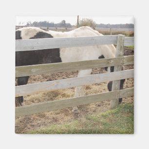 Paarden verven/verven magneet