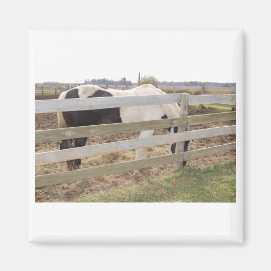 Paarden verven/verven magneet (Voorkant)