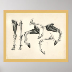 Paarden Veterinaire Beenderen Botten Spier Anatomi Poster