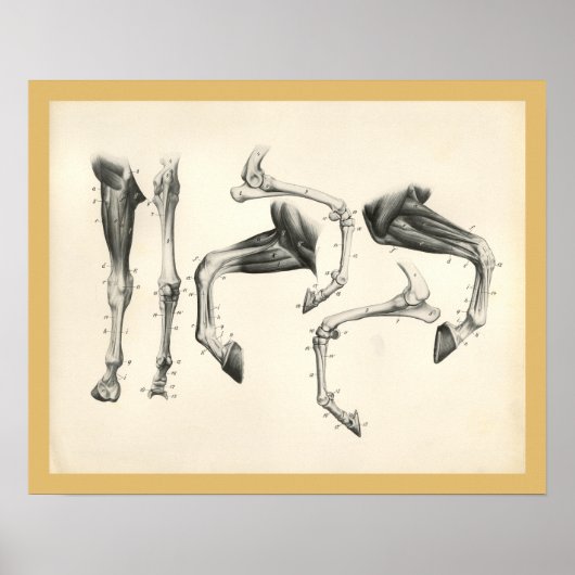 Paarden Veterinaire Beenderen Botten Spier Anatomi Poster (Voorkant)