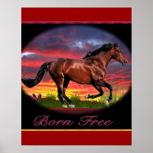Paarden vrij geboren posters (Voorkant)