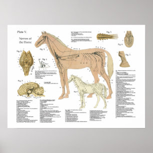 Paarden Zenuwstelsel Anatomie Poster