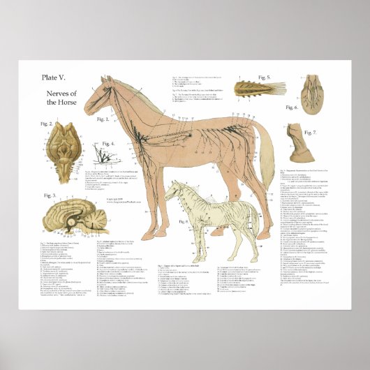 Paarden Zenuwstelsel Anatomie Poster (Voorkant)