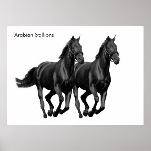 Paardenafbeelding voor Poster