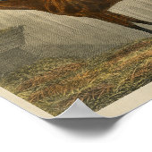 Paardenafdrukken 1873 Blauwe Kaap Poster (Hoek)