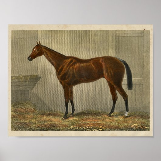 Paardenafdrukken 1873 Blauwe Kaap Poster (Voorkant)