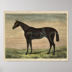  paardenafdrukken 1873 voortender poster