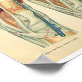  paardenanatomie Afdruk been Poster (Hoek)