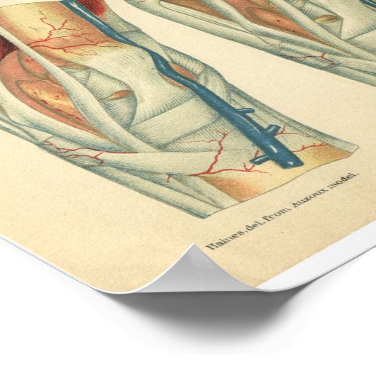 paardenanatomie Afdruk been Poster (Hoek)